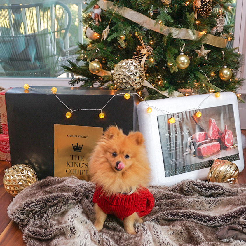 dog under a tree