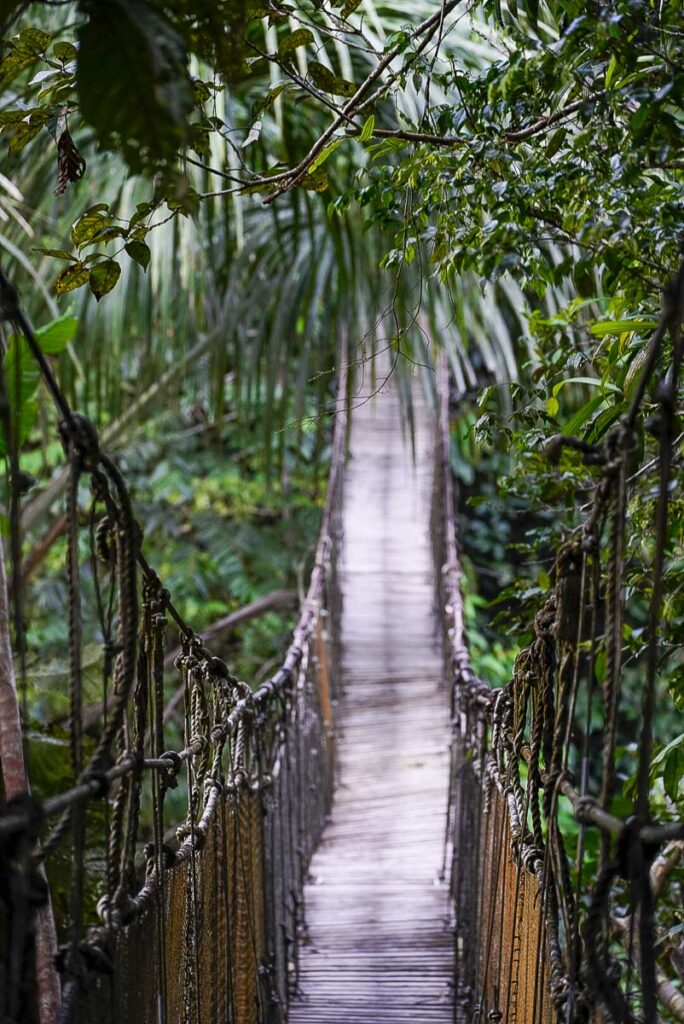 Amazon canopy bridge