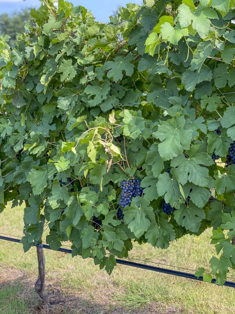 Fredericksburg Wineries