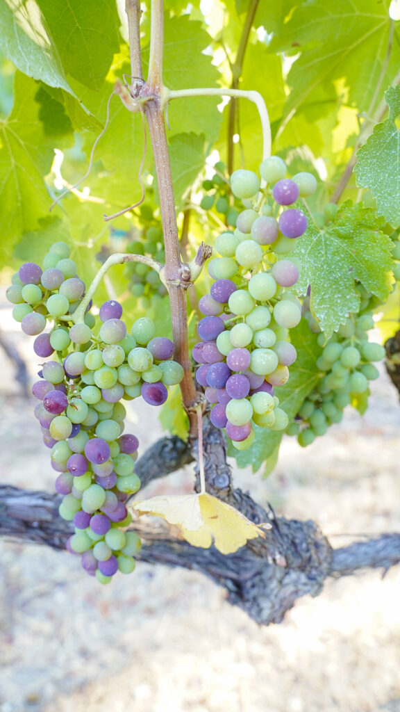 Grapes on the vine