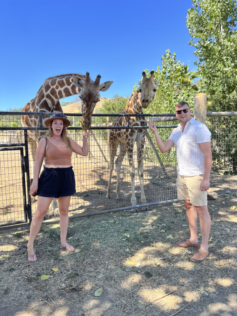 Feeding a giraffe at safari west