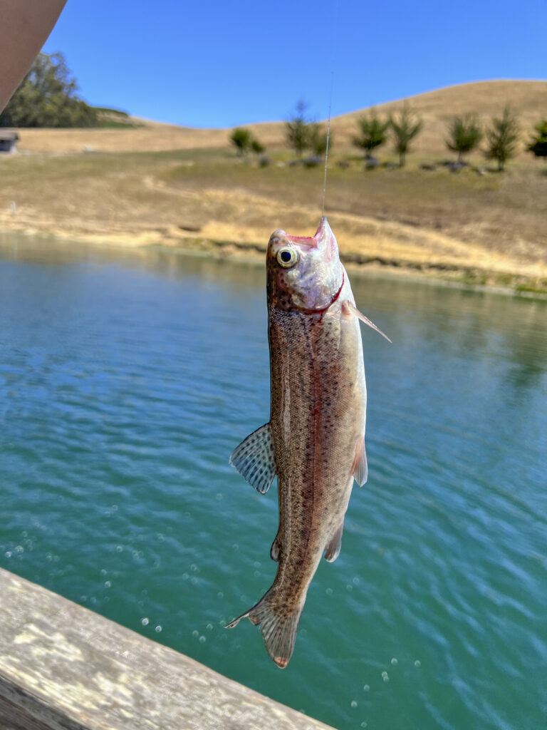 Trout Fishing in Sonoma County.