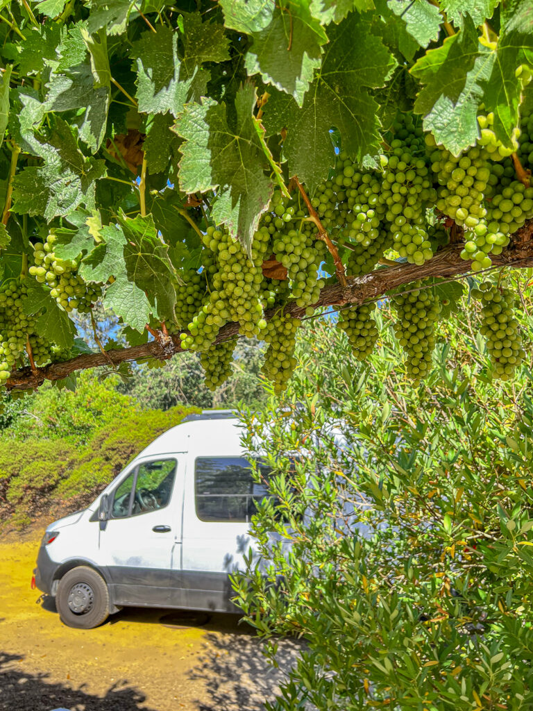 Sonoma Country Vineyard Camping.