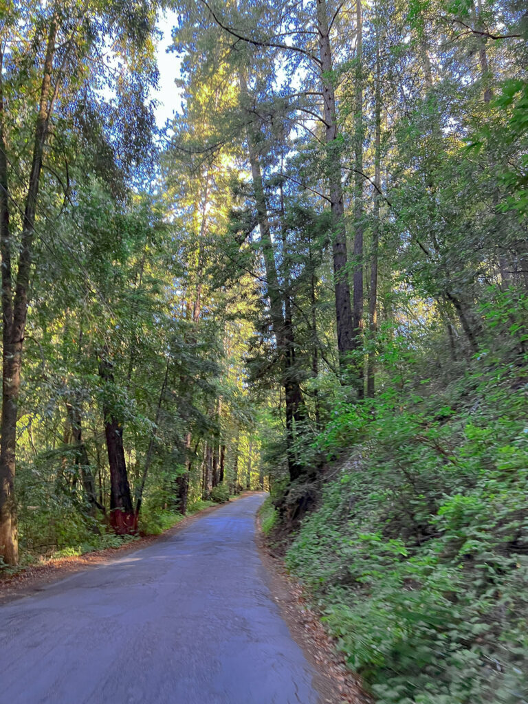 Sonoma Redwoods.