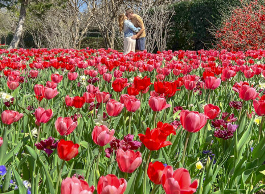 Dallas Blooms at the Dallas Arboretum and Botanical Gardens