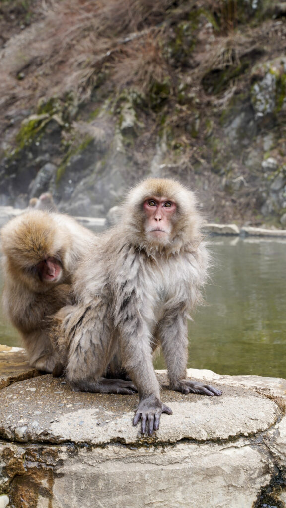 Japan Snow Monkeys in April (Everything You Need To Know) | Couple in ...