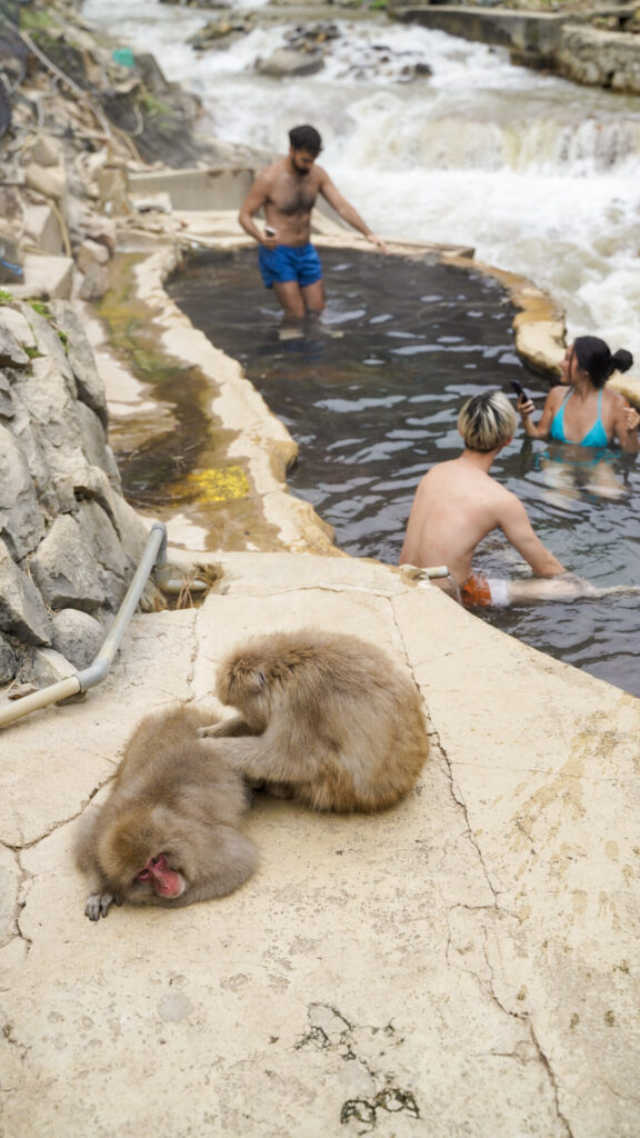 Swim next to Snow Monkeys
