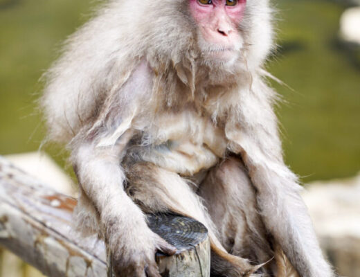 Wet Snow Monkey