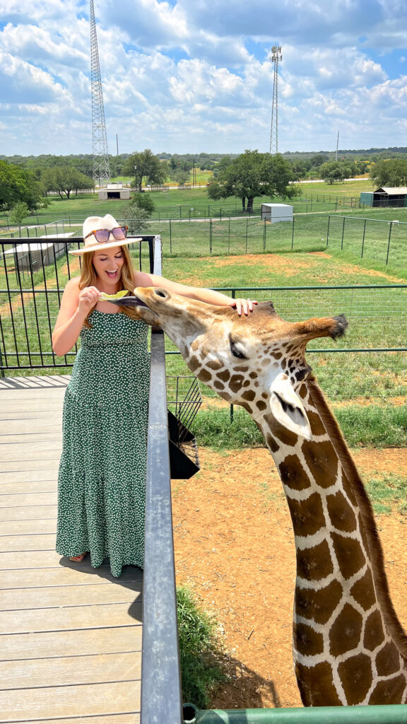 Giraffe feeding experience at one of the top Drive Thru Zoos in Texas.