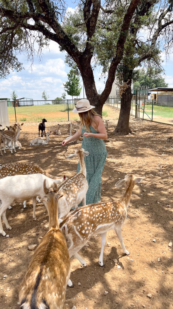 Petting Zoo experience at one of the top Drive Thru Zoos in Texas.