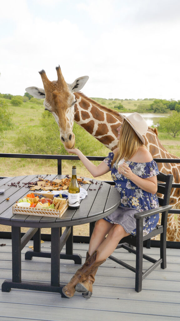 Giraffe dining experience at one of the top Drive Thru Zoos in Texas.