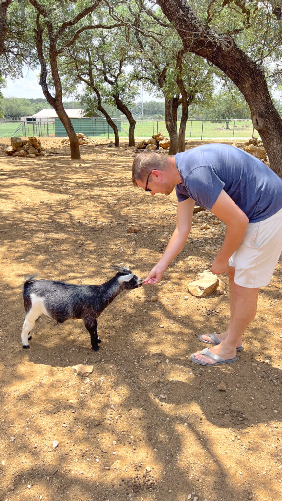 Goat feeding experience at one of the top Drive Thru Zoos in Texas.