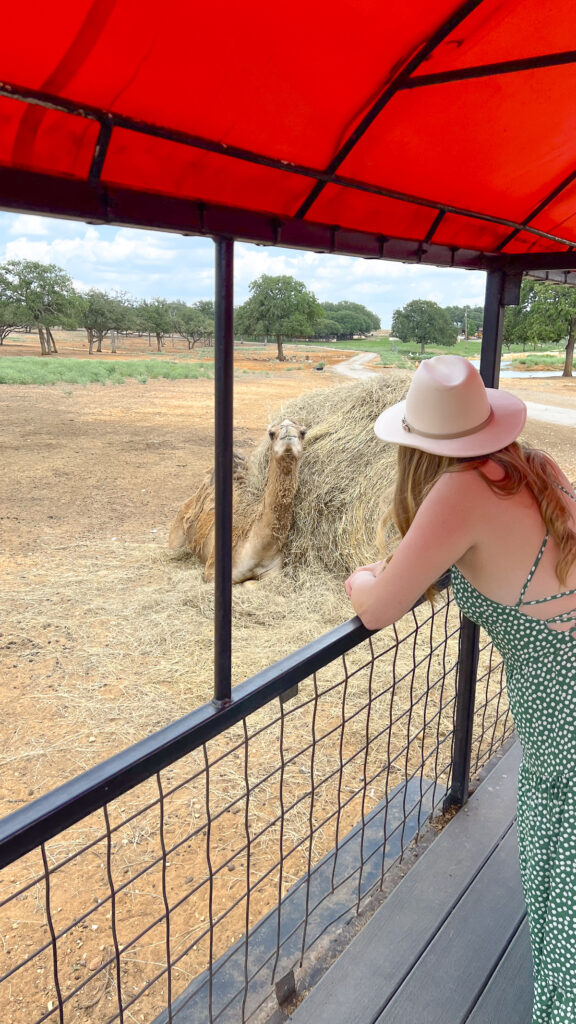 Feeding a camel at one of the top Drive Thru Zoos in Texas.