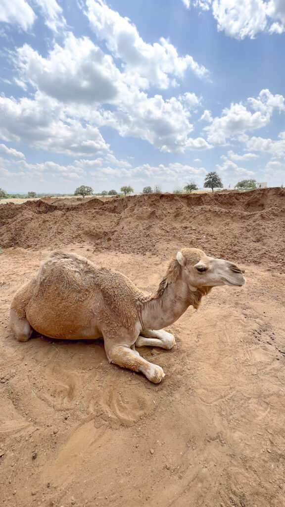 a camel at one of the top Drive Thru Zoos in Texas.