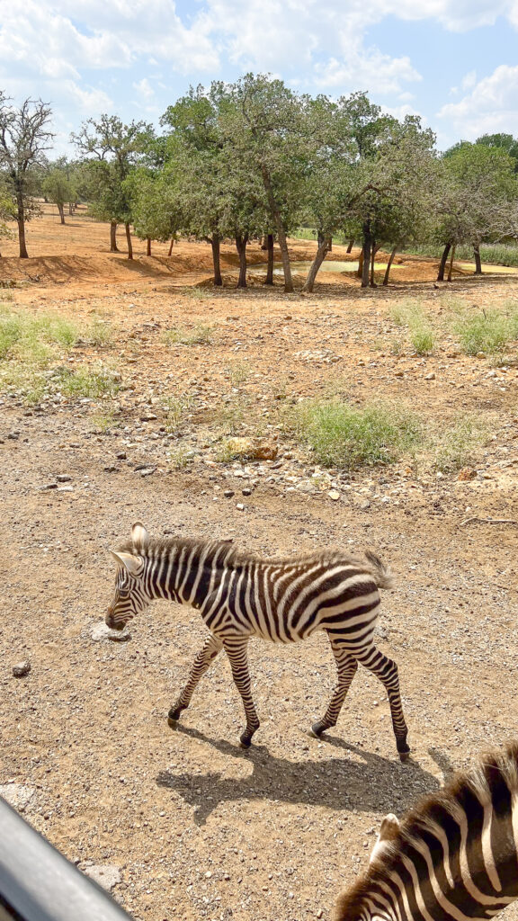 Seeing a baby zebra at one of the top Drive Thru Zoos in Texas.