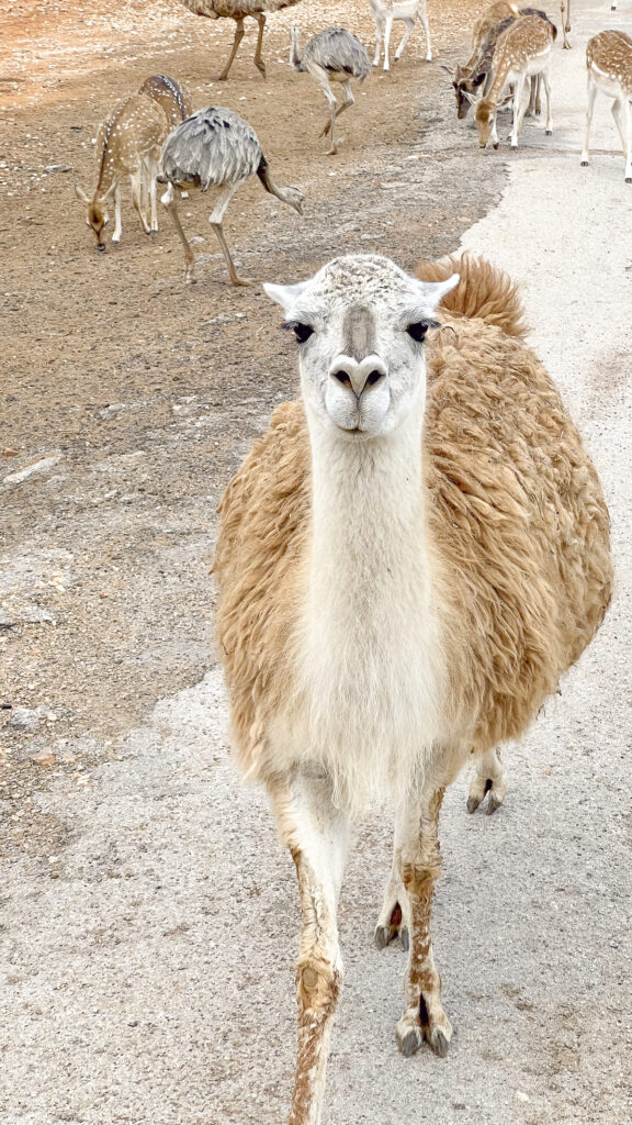 A camel at one of the top Drive Thru Zoos in Texas.