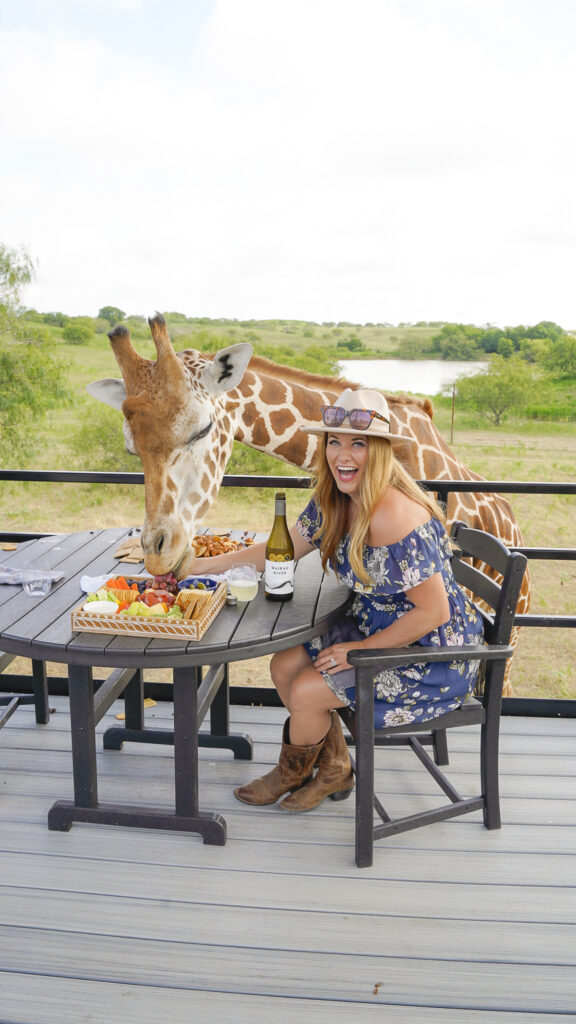 Giraffe dining experience at one of the top Drive Thru Zoos in Texas.