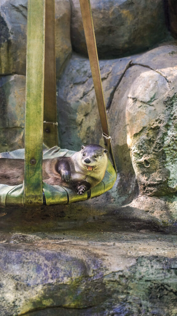 Myrtle beach in fall close up otter on swing