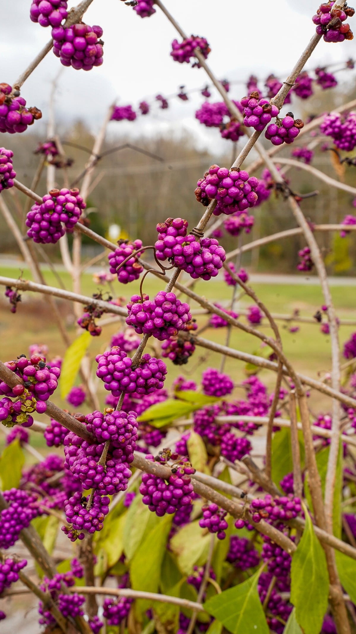 fun-things-to-do-in-clarksville-tn-for-couples-couple-in-the-kitchen