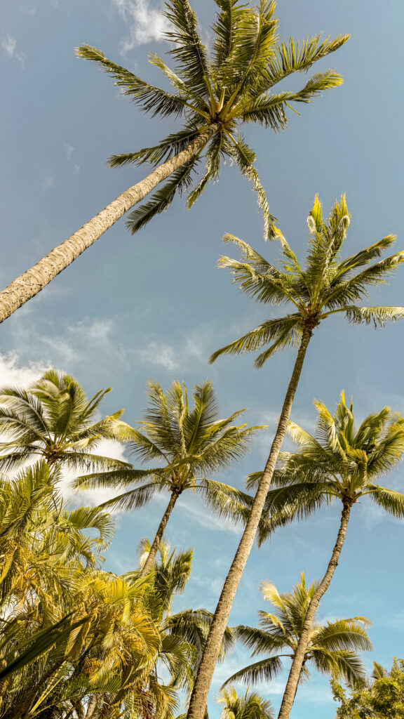 Palm trees and the sky in Oahu, Hawaii.