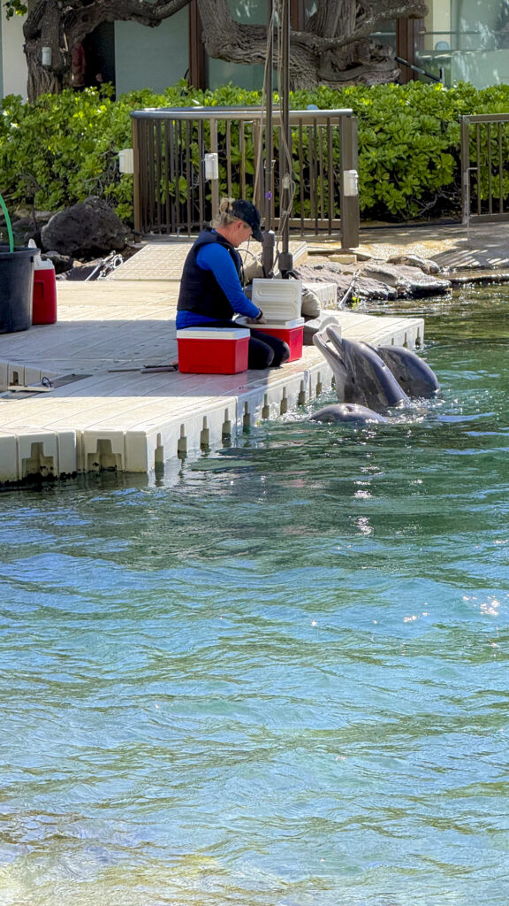Swimming with the dophins, a romantic thing to do in Oahu, Hawaii.