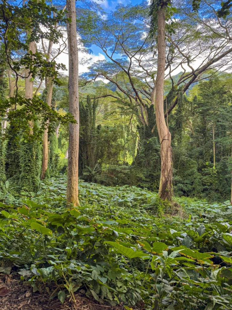 Rainforest at Manoa Falls hike in Oahu, Hawaii.