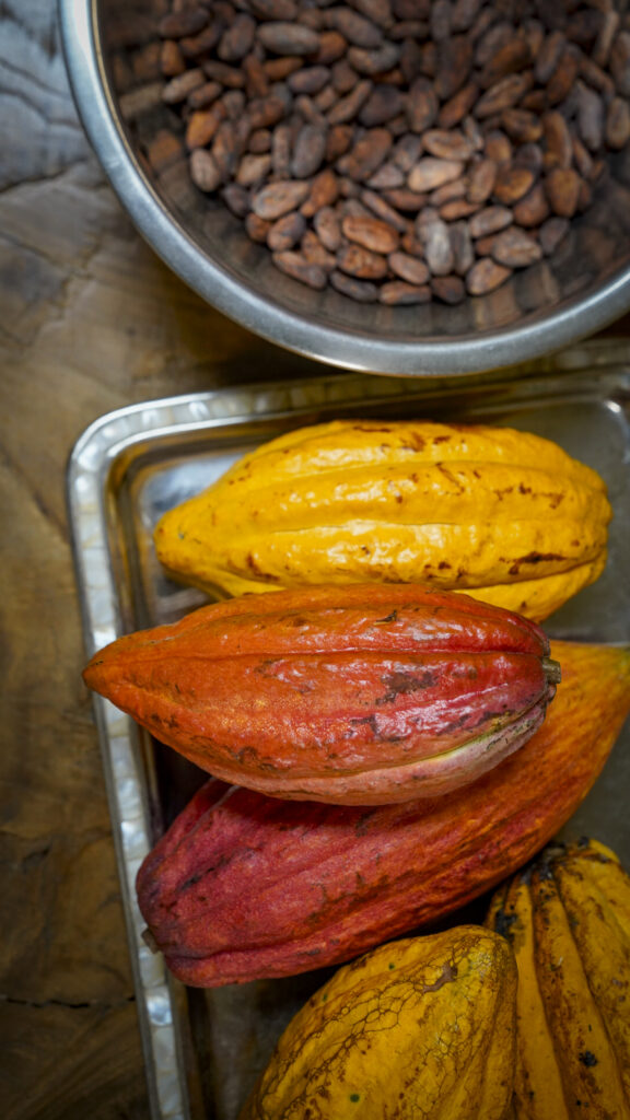 Cacao fruit at the Lonohana chocolate factory in Oahu, Hawaii.