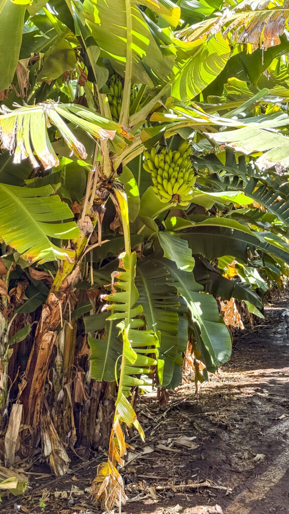 Banana trees in Oahu, Hawaii.