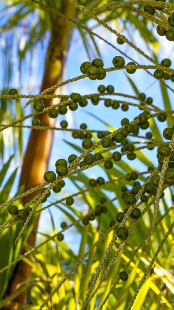 Acai growing on a farm in Oahu, Hawaii.