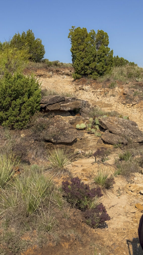 Rocks and cactus at Palo Duro Canyon.