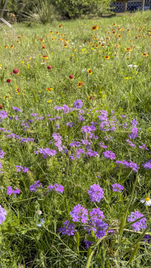 Wildflowers in Amarillo.