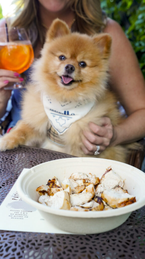 Dog with a chicken meal from the dog menu at Savor in Amarillo, Texas.
