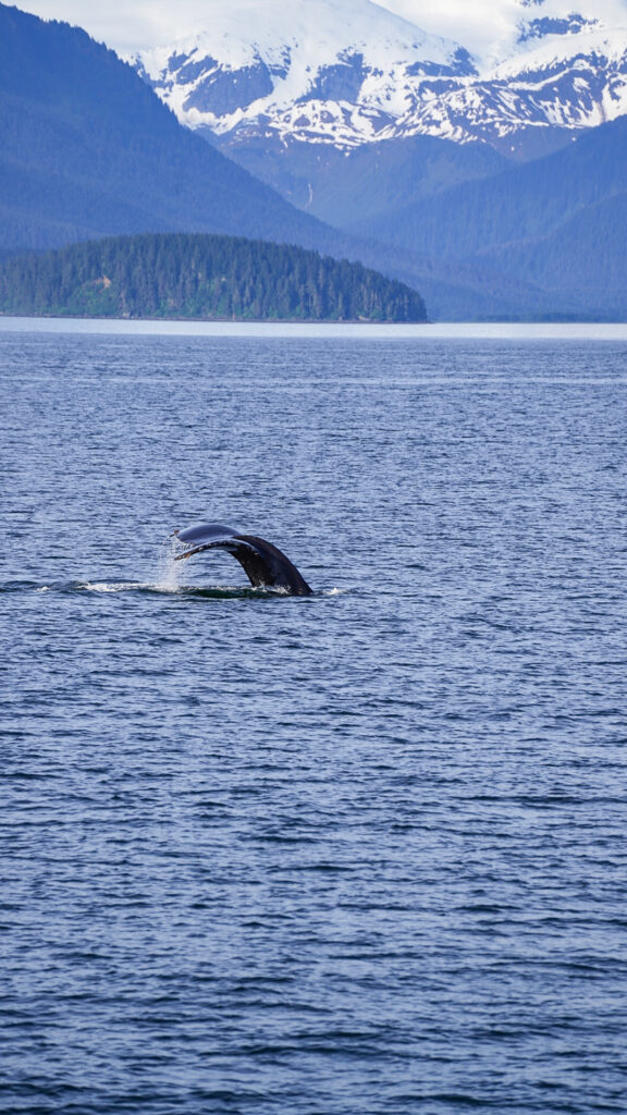 Humpback whale flank from a whale watching tour, one of the top things to do in Juneau, Alaska.