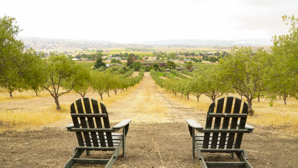 Chairs overlooking an olive grove at the Purple Orchard Resort, one of the best things to do in Livermore.