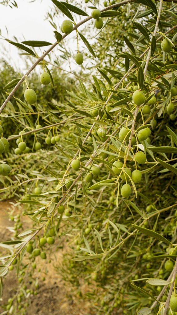 Olives on an olive tree.