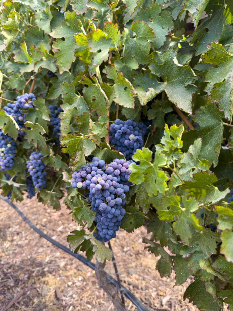 Grapes on a vine at the Purple Orchard Resort, one of the best things to do in Livermore.