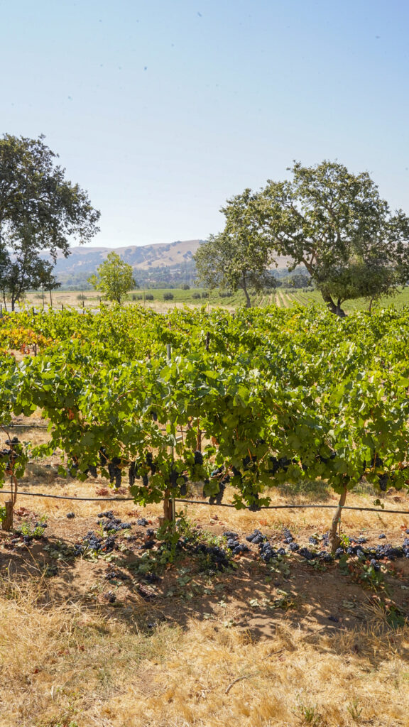Vineyard vines at a winery in Livermore, California.