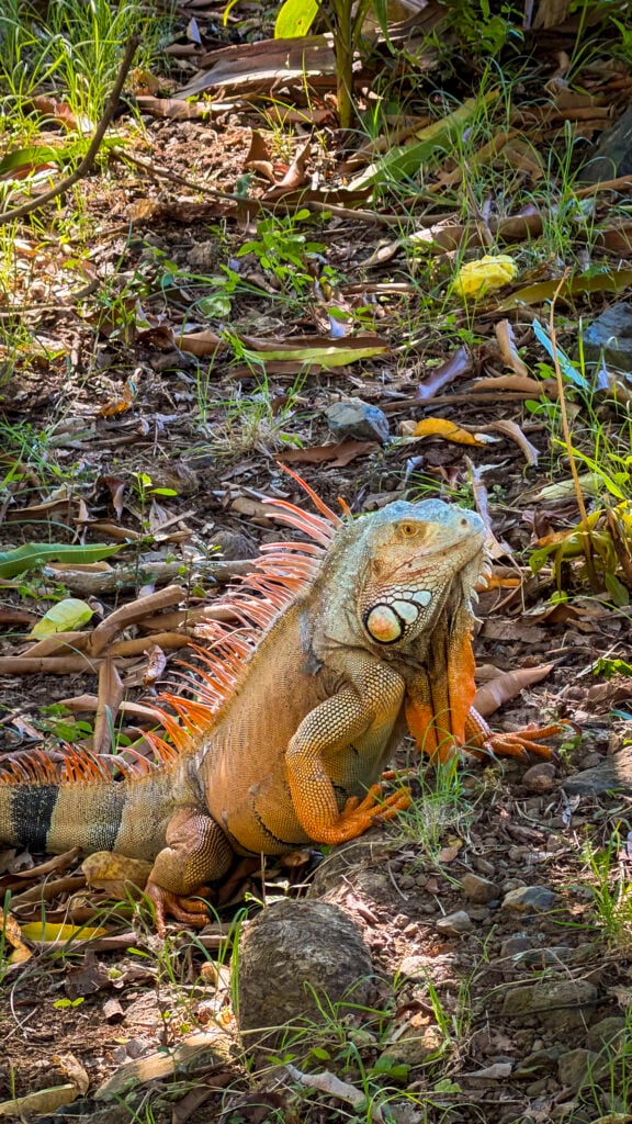 Iguana at Loterie Farms in St. Martin.