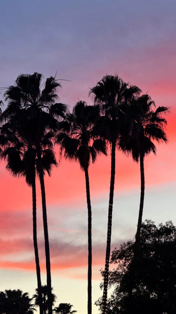 Sunset with palm trees in Buena Park, CA.