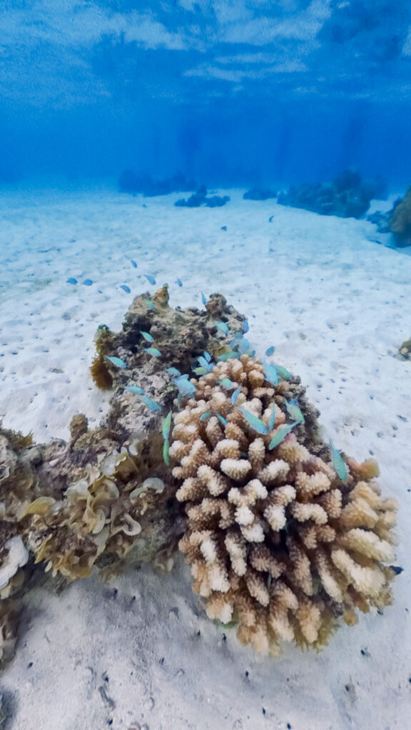 Fish during a drift snorkle in Taha'a, a stop on the Windstar Tahiti French Polynesia cruise.