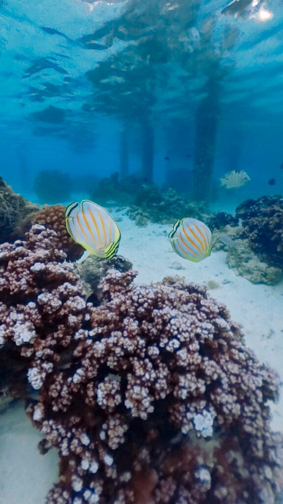 Tropical fish in Moorea.