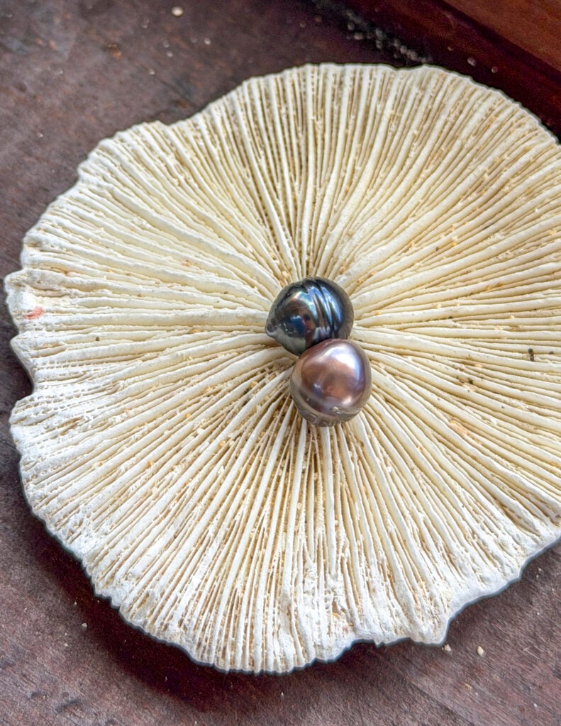 Harvested pearl from a pearl farm in Raiatea, a stop on the Windstar Tahiti French Polynesia cruise.