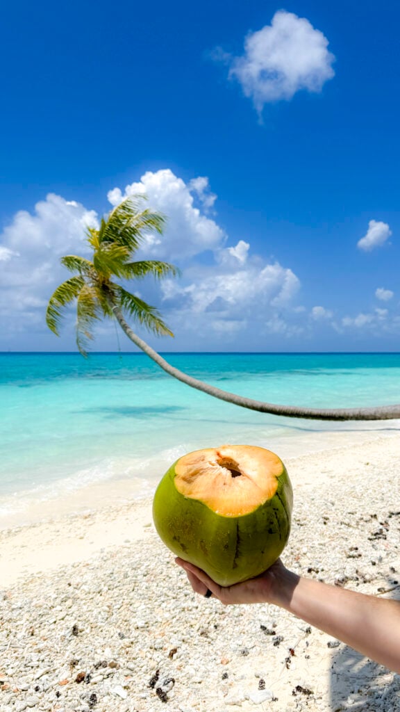 Cocobut near a palm tree in Fakarava, a stop on the Windstar Tahiti French Polynesia cruise.