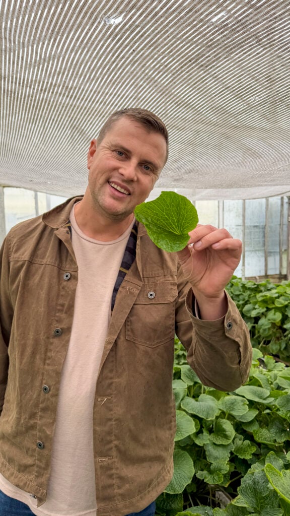 Man with wasabi leaf.