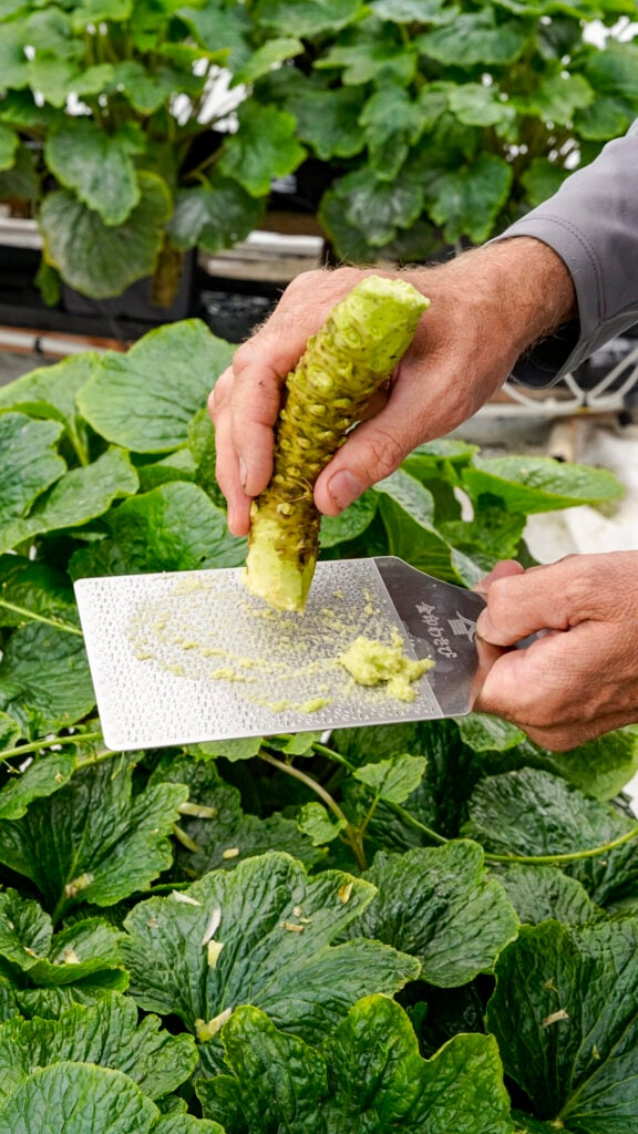 Fresh wasabi being grated.