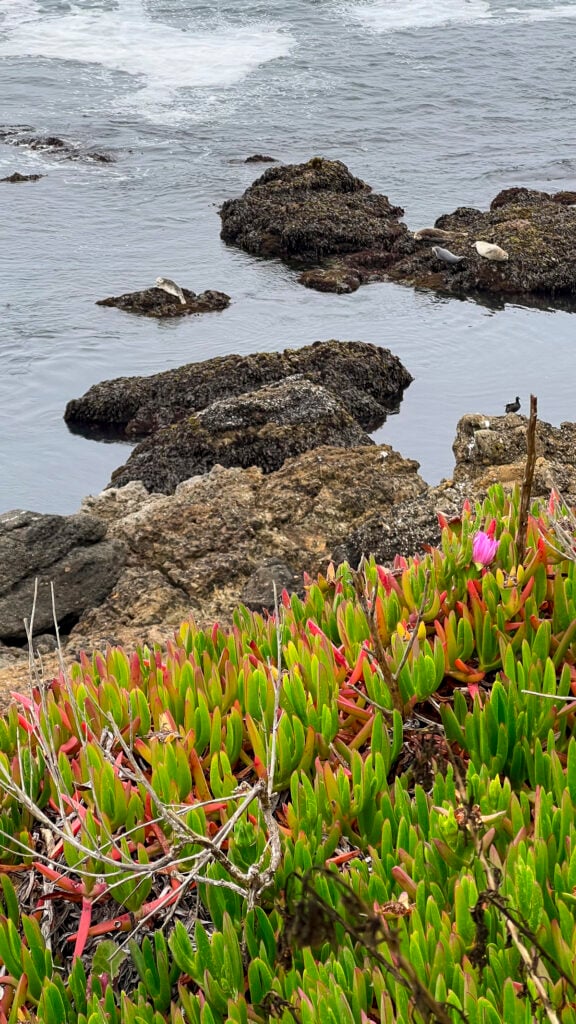 Sea lions at Pigeon Point Lighthouse, one of the best things to do in Pescadero in the San Francisco Peninsula.