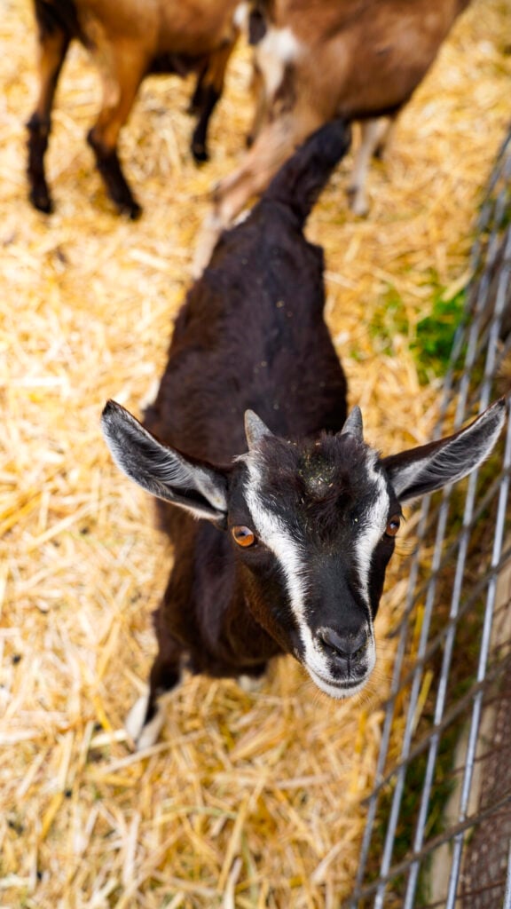 Goat Farm - one of the best things to do in Pescadero, California.