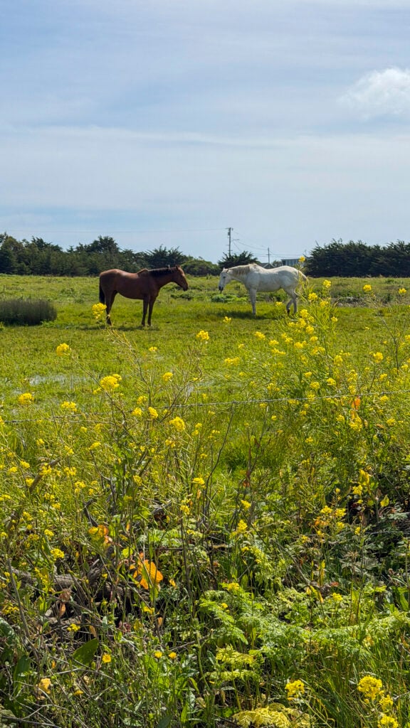 Horses near Pescadero, California.