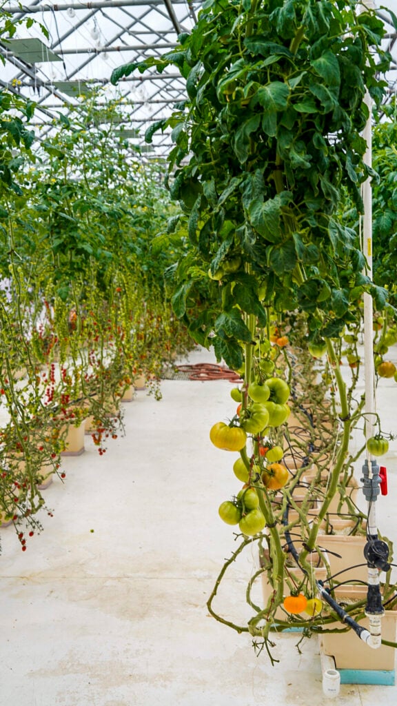 Tomatoes growing in the geothermal greenhouse at the Chena Hot Springs in Fairbanks Alaska in summer.