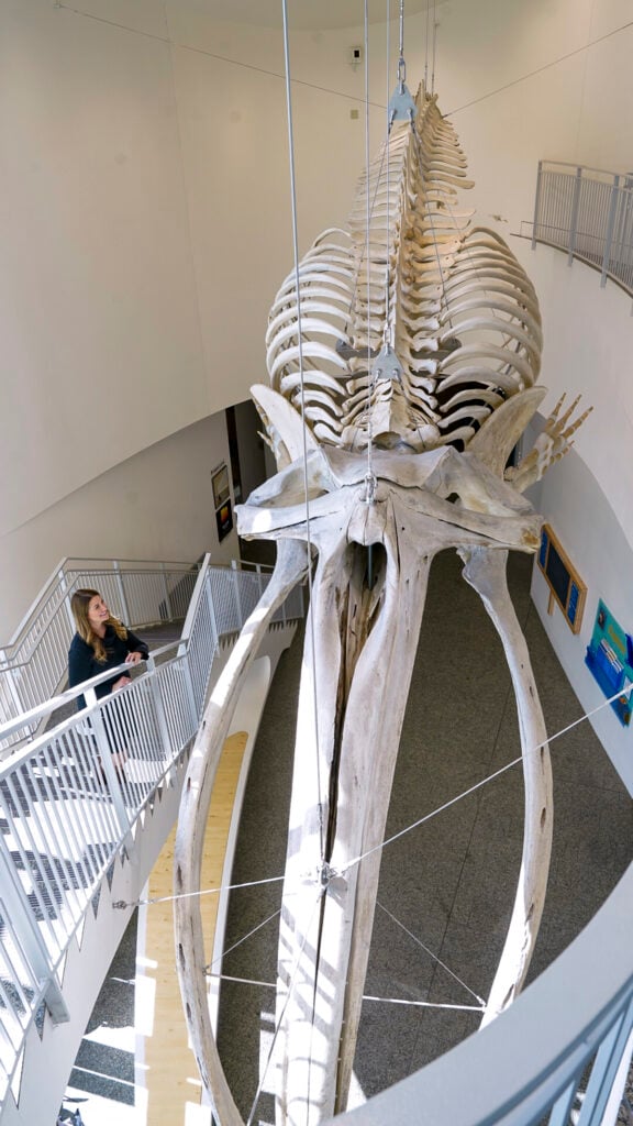 Woman with a whale skeleton at the Museum of the North, one of the best things to do in Fairbanks Alaska in the summer.